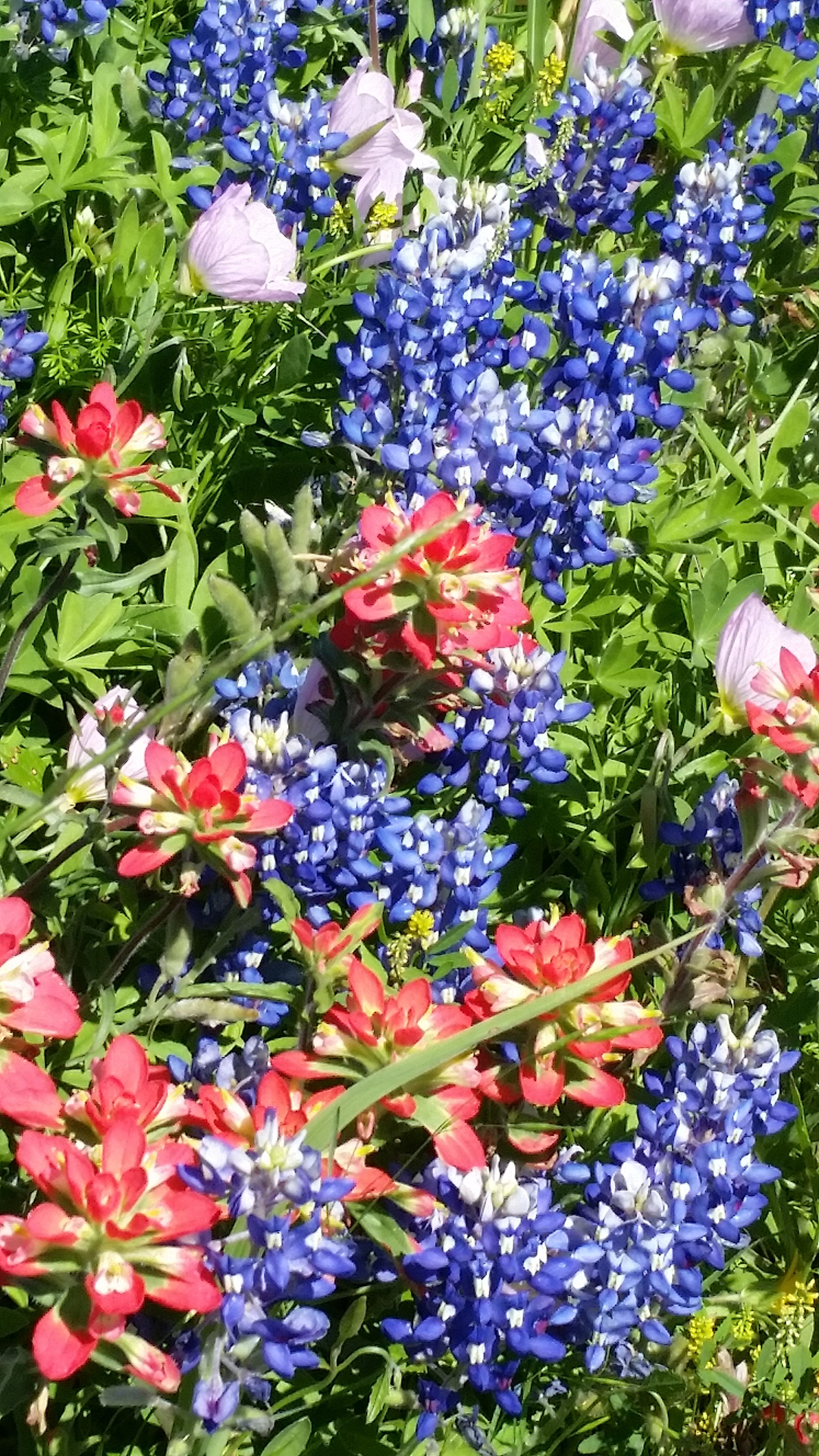 Texas wildflowers smaller 20160402_150639